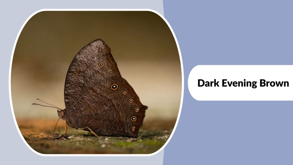 Dark Evening Brown