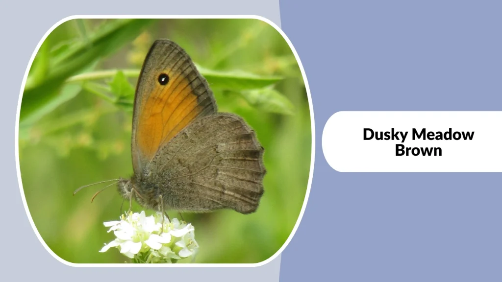 Dusky Meadow Brown