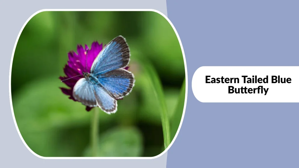 Eastern Tailed Blue Butterfly