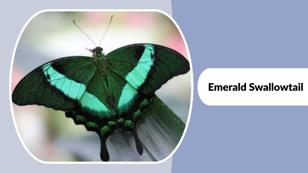 Emerald Swallowtail