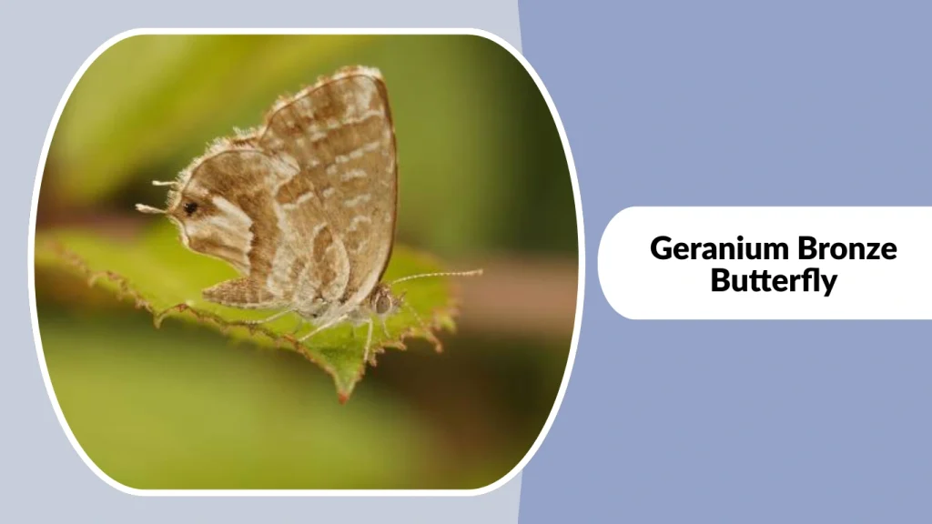 Geranium Bronze Butterfly