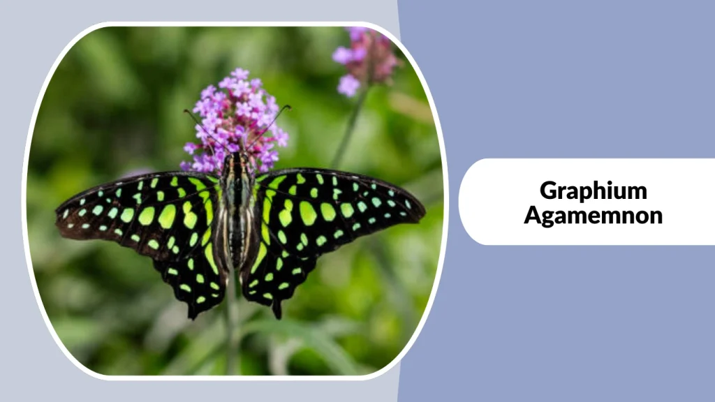 Graphium Agamemnon