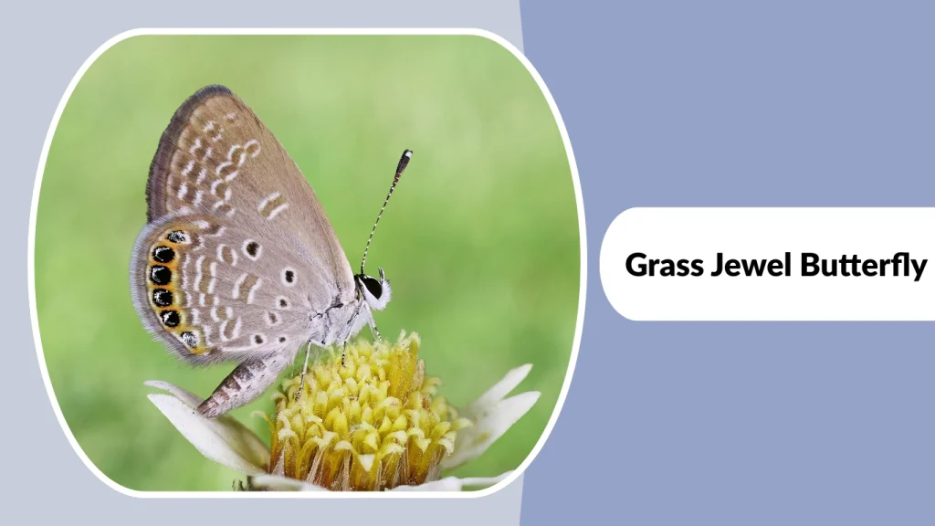 Grass Jewel Butterfly