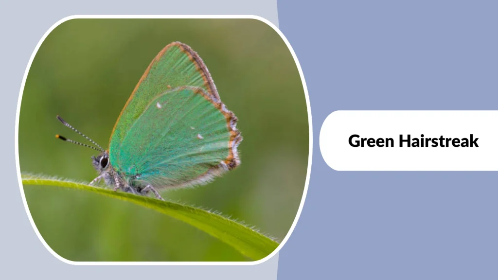 Green Hairstreak