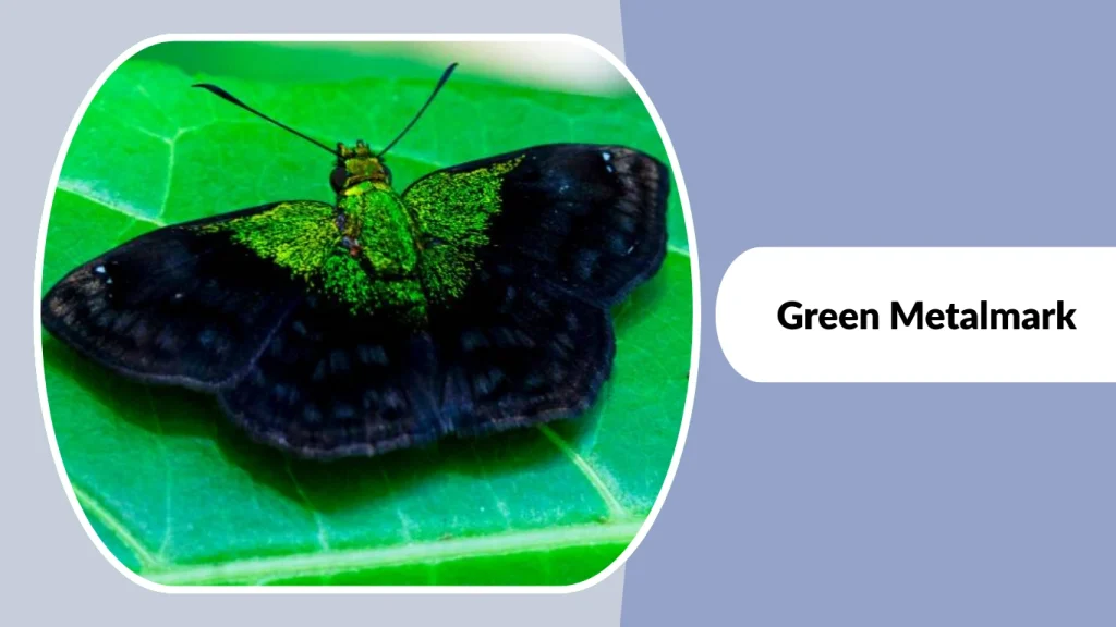 Green Metalmark