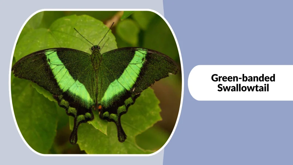 Green-banded Swallowtail