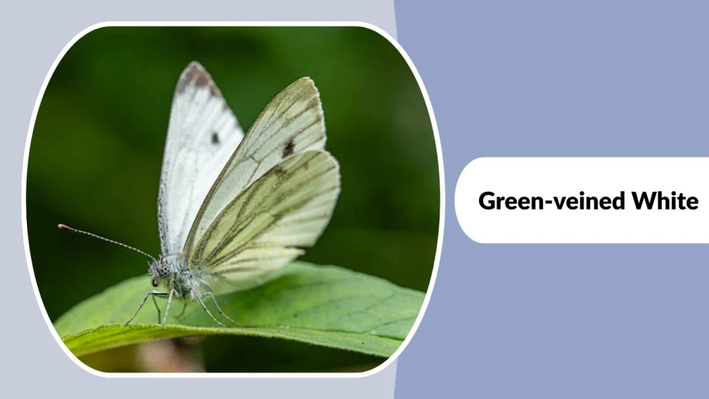 Green-veined White