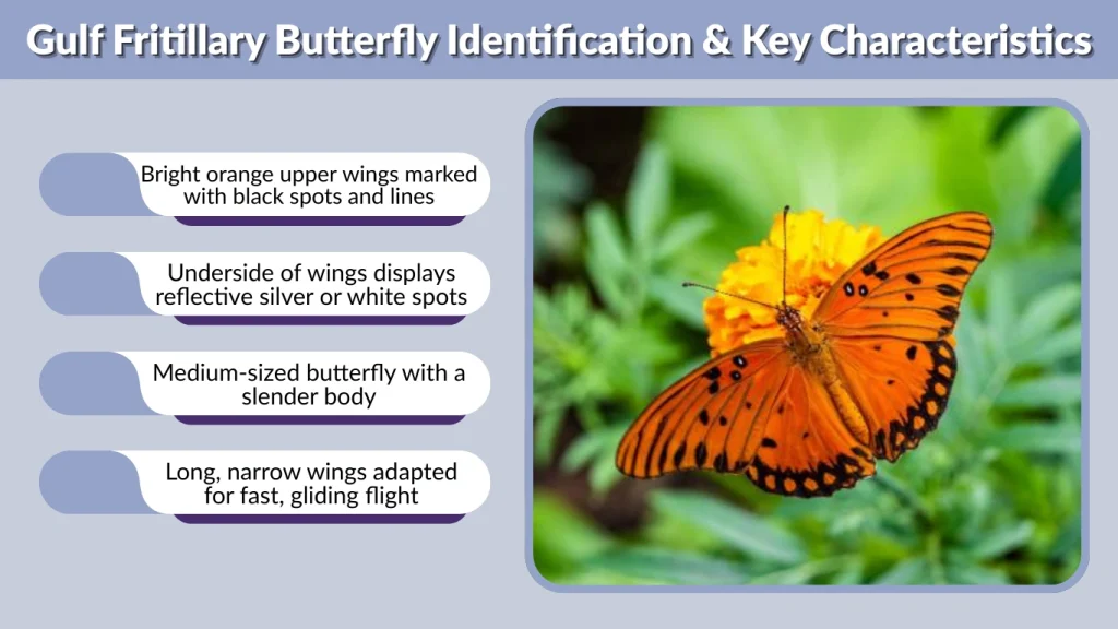 Gulf Fritillary Butterfly Identification & Key Characteristics