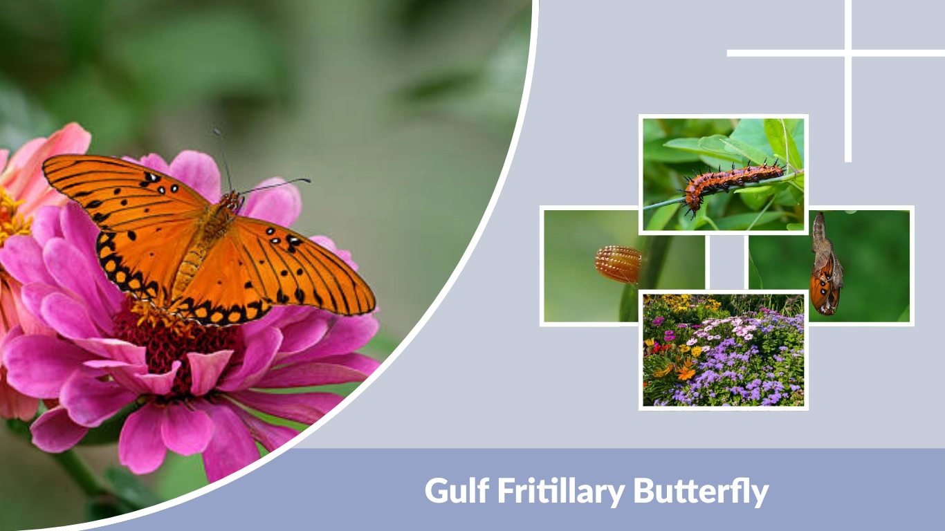 Gulf Fritillary Butterfly Life Cycle, Caterpillar & Host Plants
