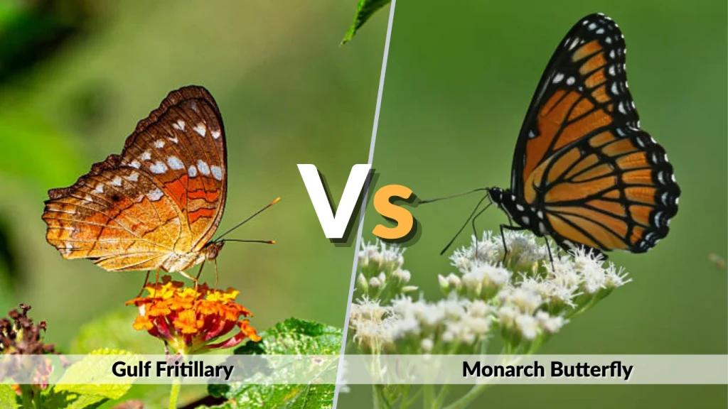 Gulf Fritillary vs Monarch Butterfly