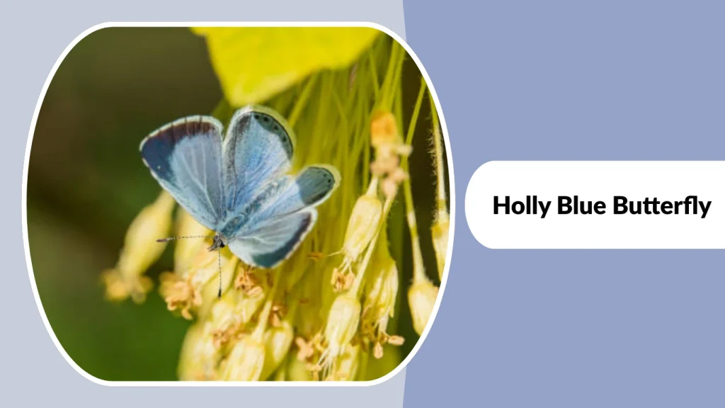 Holly Blue Butterfly