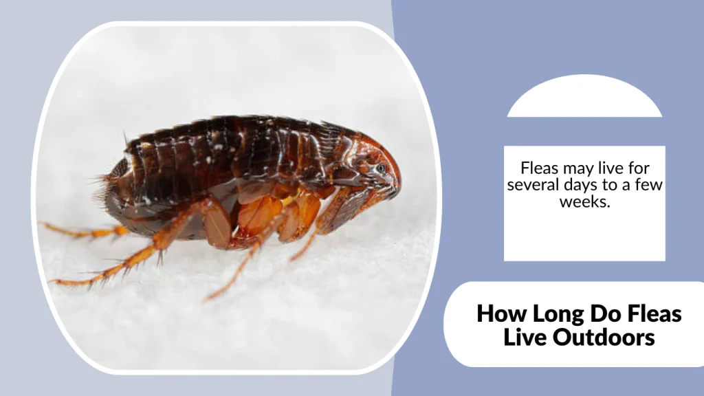 How Long Do Fleas Live Outdoors