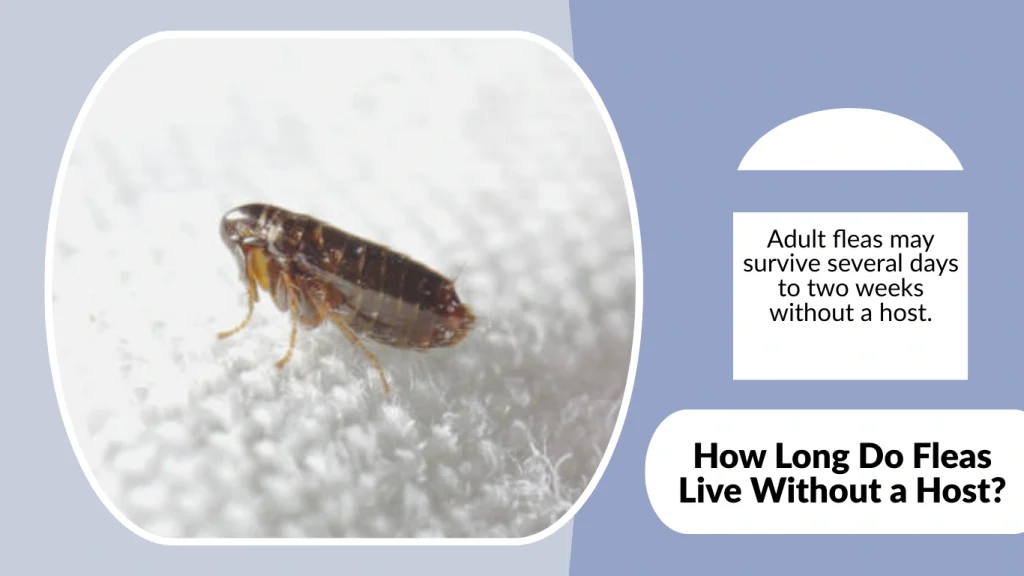 How Long Do Fleas Live Without a Host