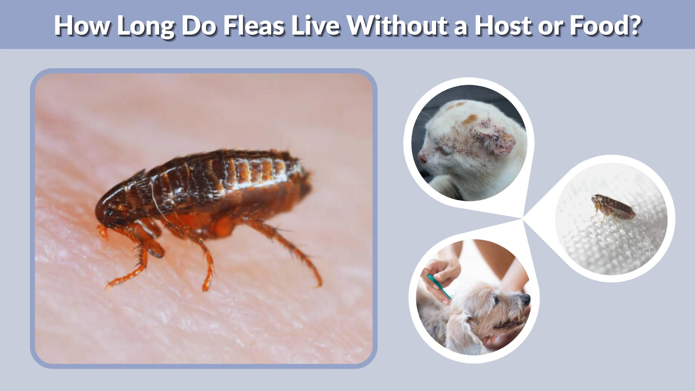 How Long Do Fleas Live Without a Host or Food
