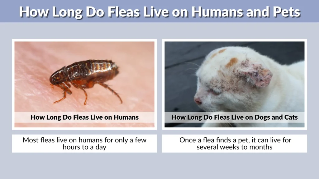 How Long Do Fleas Live on Humans and Pets