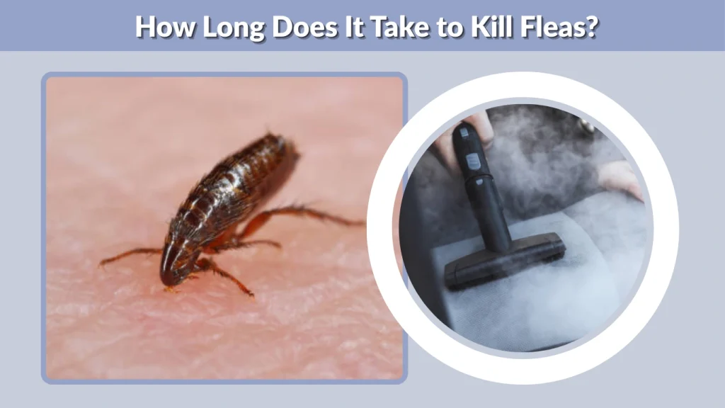 How Long Does It Take to Kill Fleas