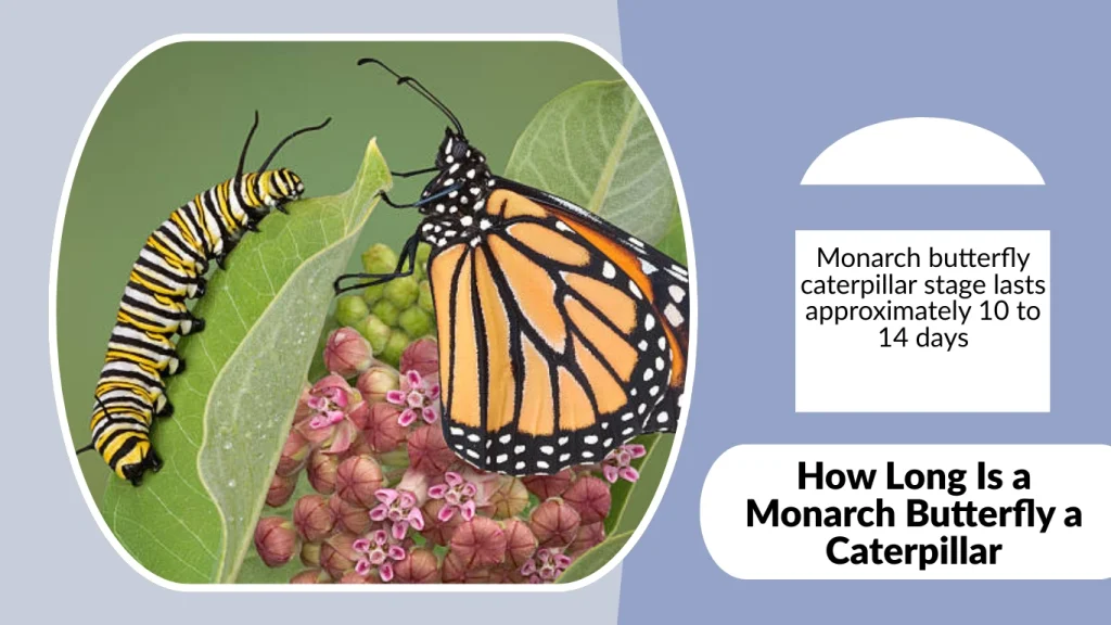 How Long Is a Monarch Butterfly a Caterpillar