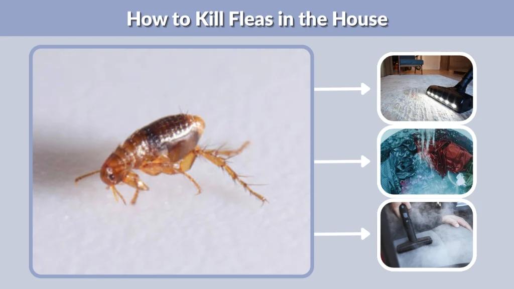How to Kill Fleas in the House