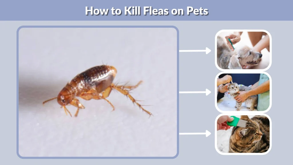 How to Kill Fleas on Pets