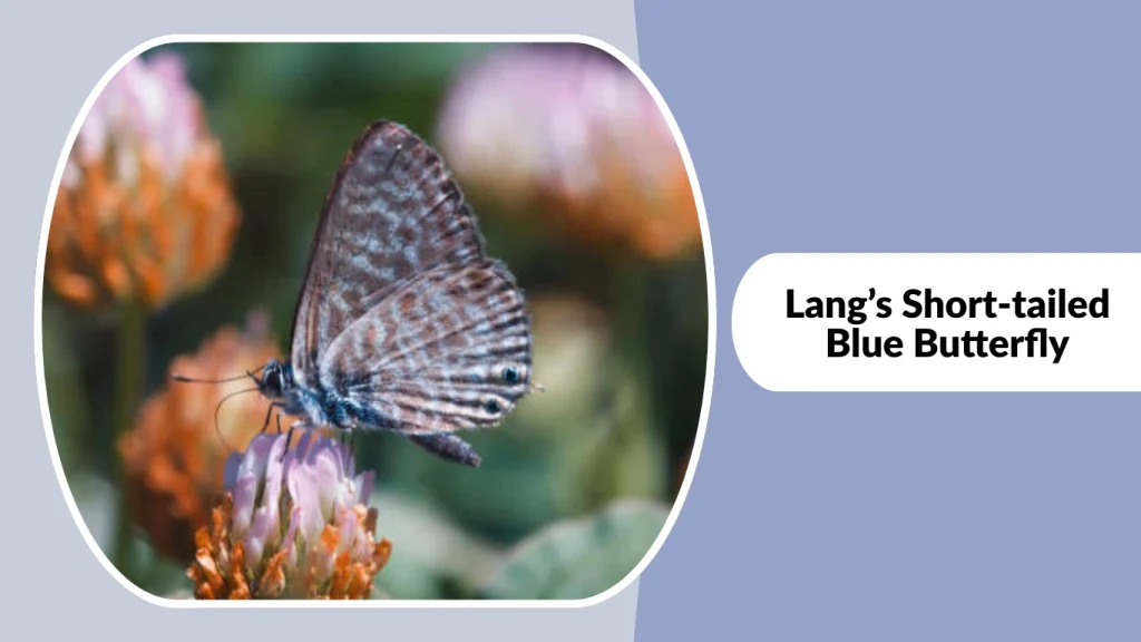 Lang’s Short-tailed Blue Butterfly