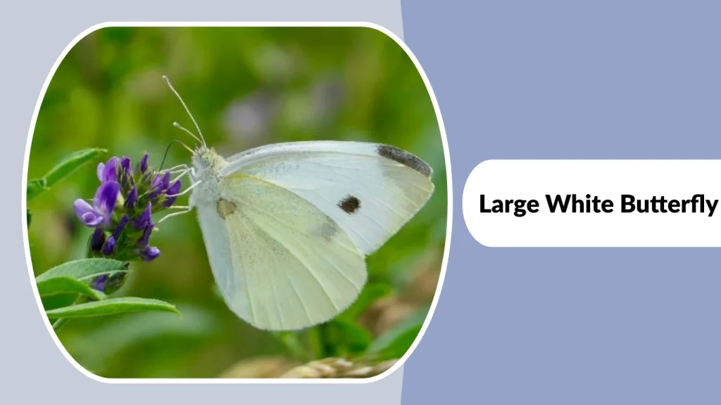 Large White Butterfly