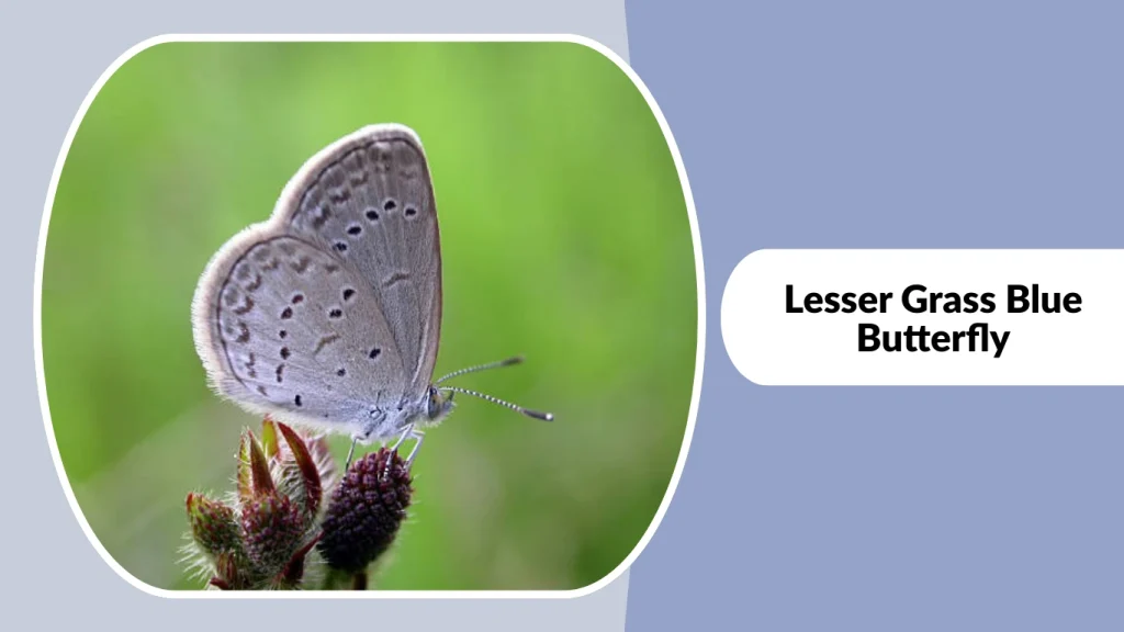 Lesser Grass Blue Butterfly