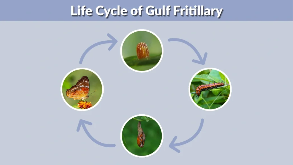 Life Cycle of Gulf Fritillary