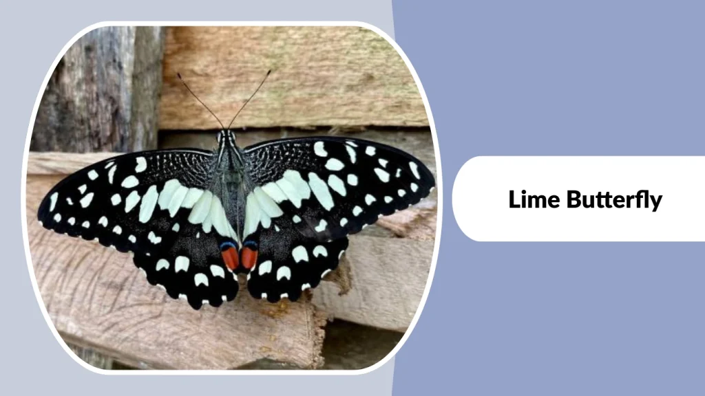Lime Butterfly