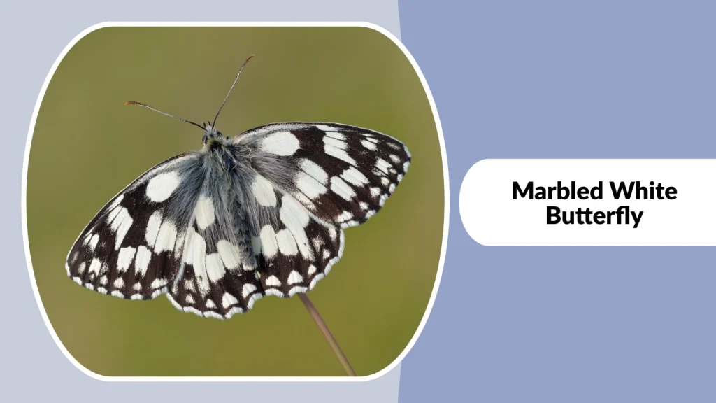 Marbled White Butterfly