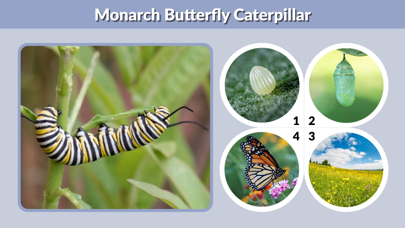 Monarch Butterfly Caterpillar Identification, Stages, and Food Guide