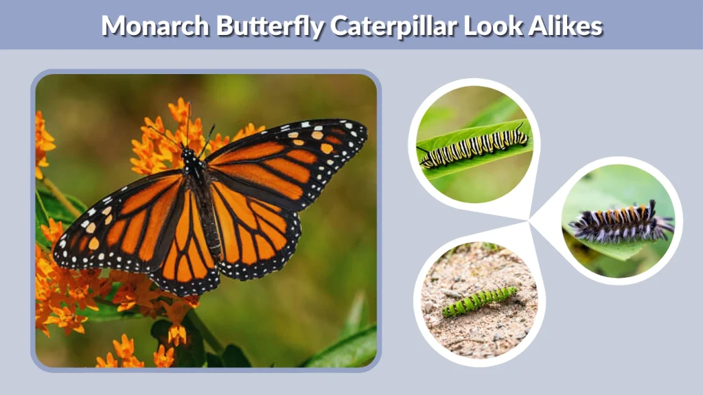 Monarch Butterfly Caterpillar Look Alikes