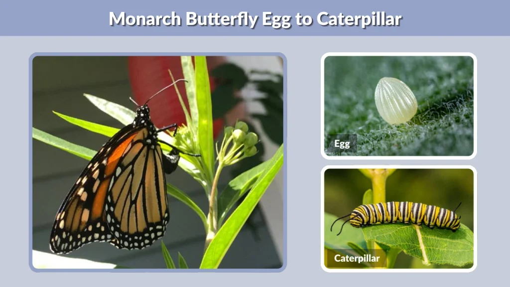 Monarch Butterfly Egg to Caterpillar
