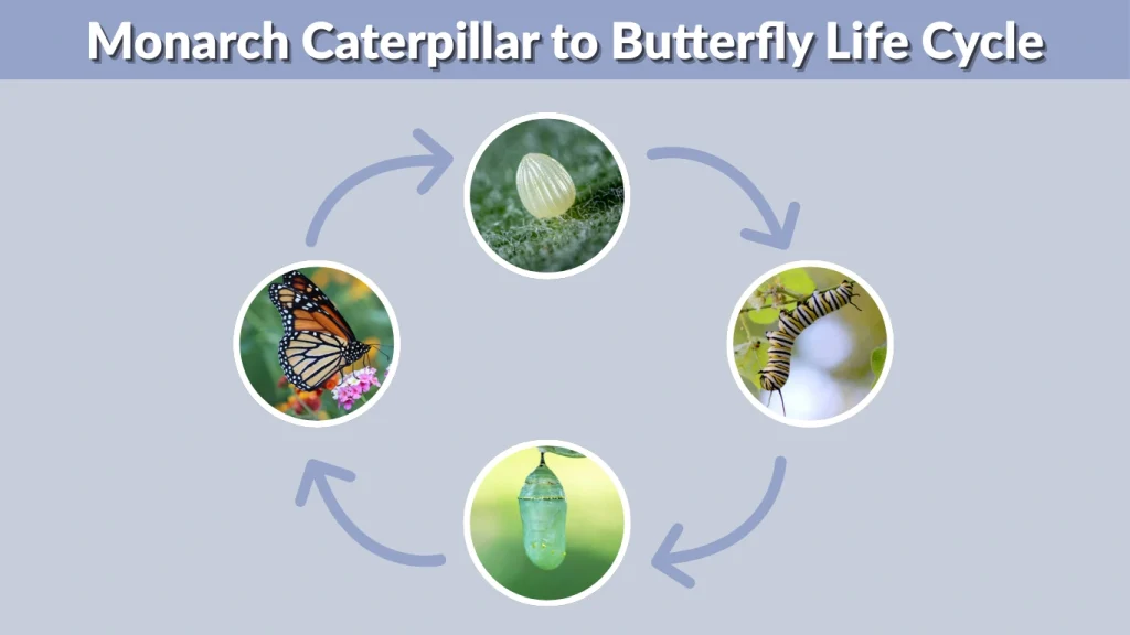 Monarch Caterpillar to Butterfly Life Cycle