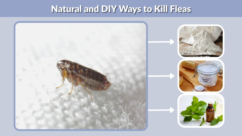 Natural and DIY Ways to Kill Fleas