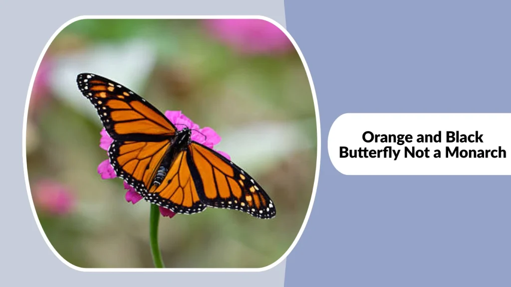 Orange and Black Butterfly Not a Monarch