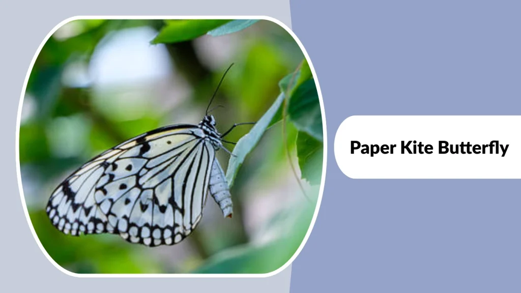 Paper Kite Butterfly