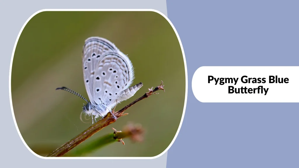 Pygmy Grass Blue Butterfly