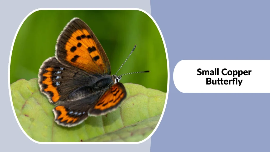 Small Copper Butterfly