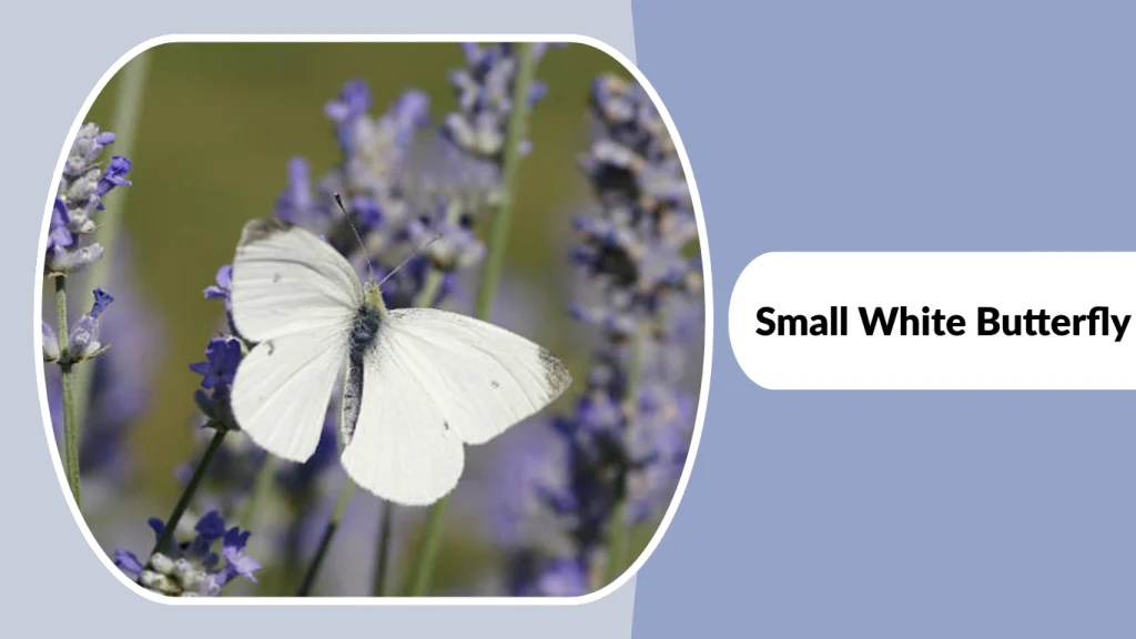 Small White Butterfly
