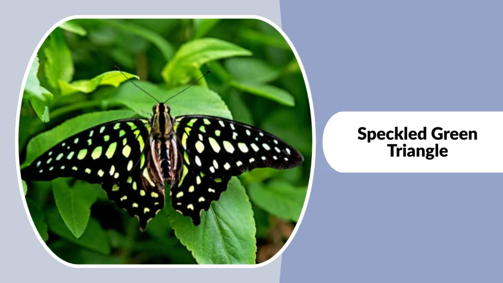 Speckled Green Triangle