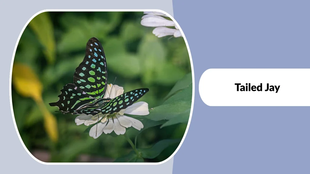 Tailed Jay