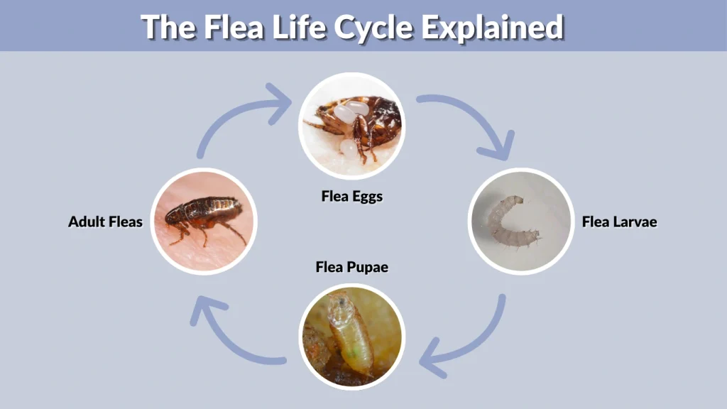The Flea Life Cycle Explained
