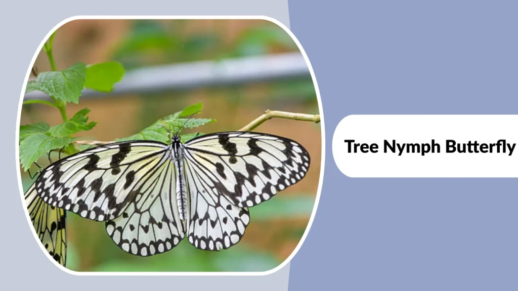 Tree Nymph Butterfly