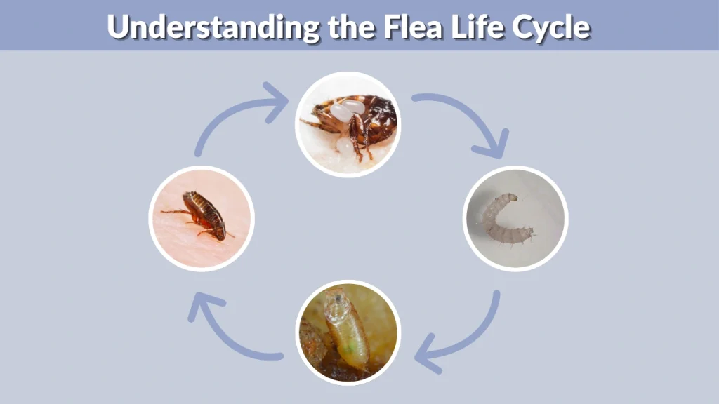 Understanding the Flea Life Cycle