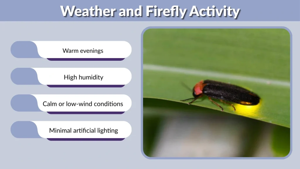 Weather and Firefly Activity