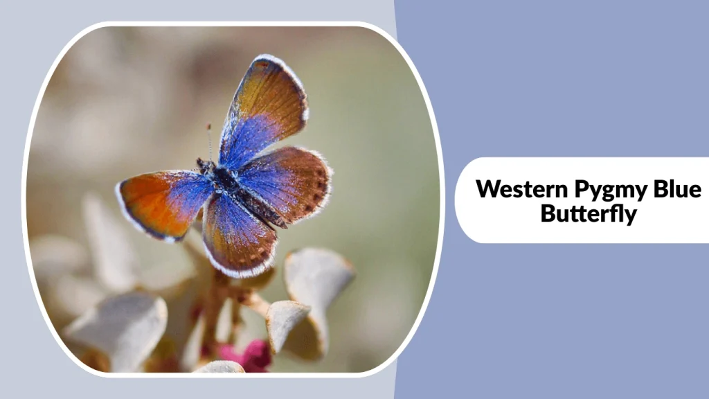 Western Pygmy Blue Butterfly