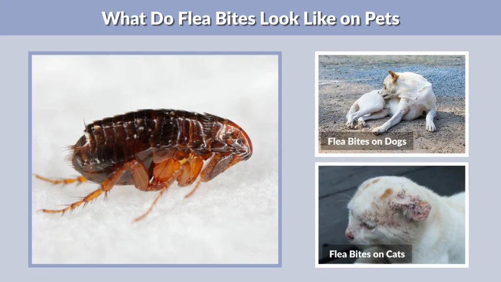 What Do Flea Bites Look Like on Pets