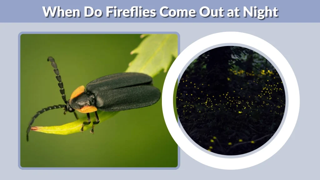 When Do Fireflies Come Out at Night