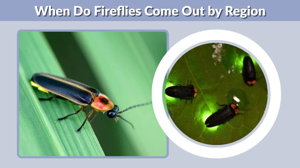 When Do Fireflies Come Out by Region