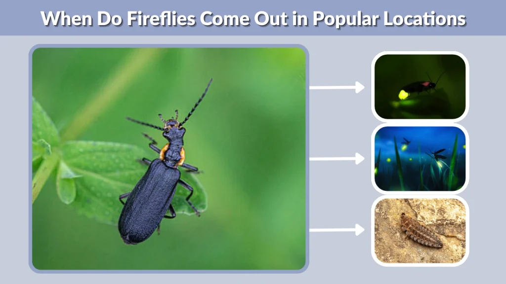 When Do Fireflies Come Out in Popular Locations